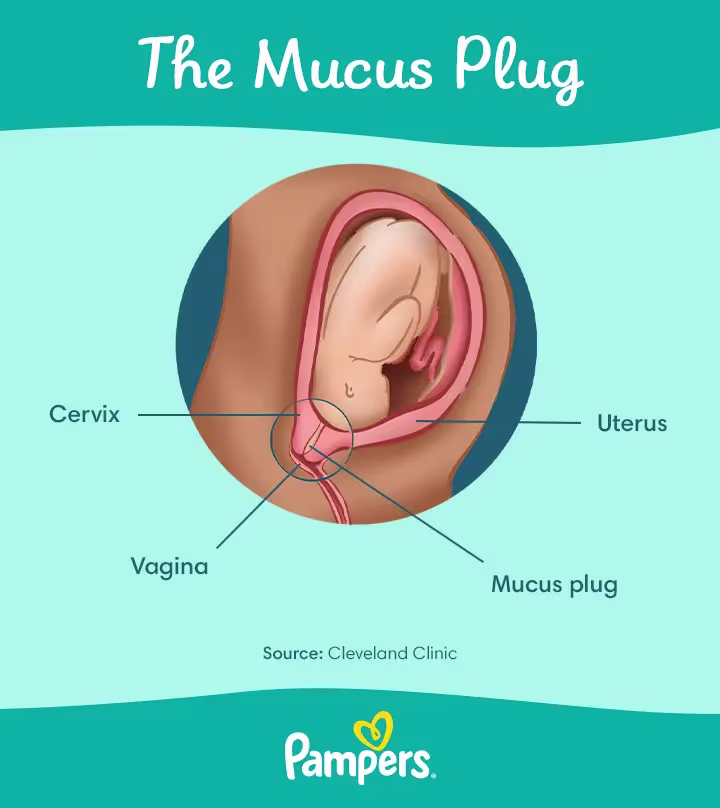mucus plug during pregnancy