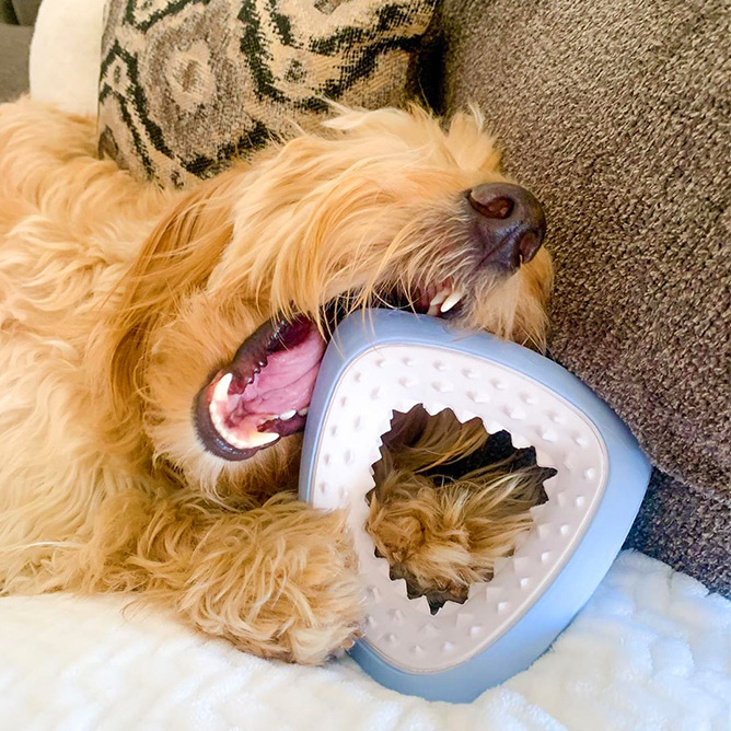 Playful dog chewing on a tough Super Chewer toy