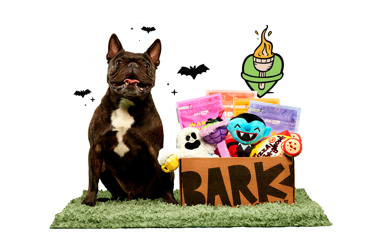 French bulldog sitting next to BarkBox full of halloween toys and treats