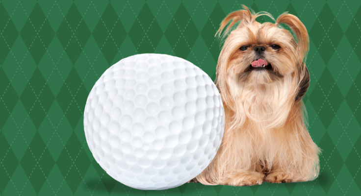 barkbox.com - Free XL Golf Ball toy