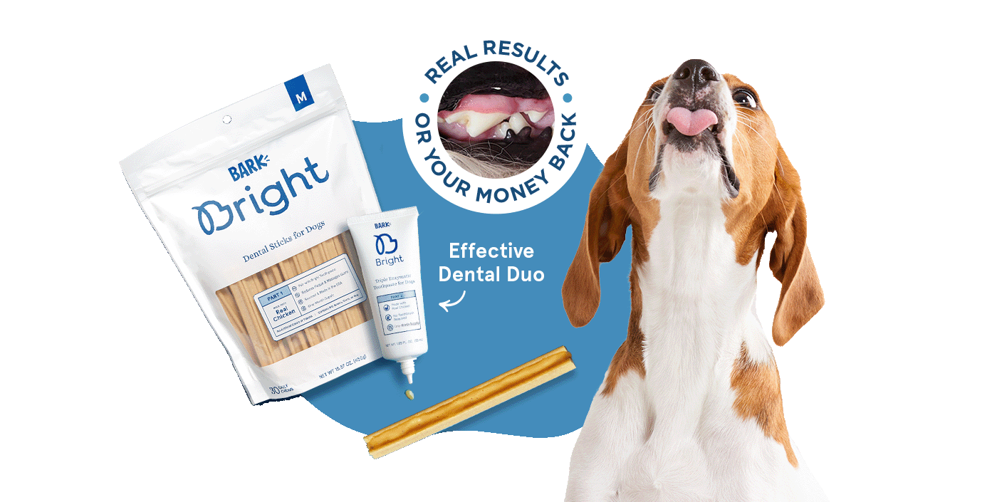 bright dog toothpaste