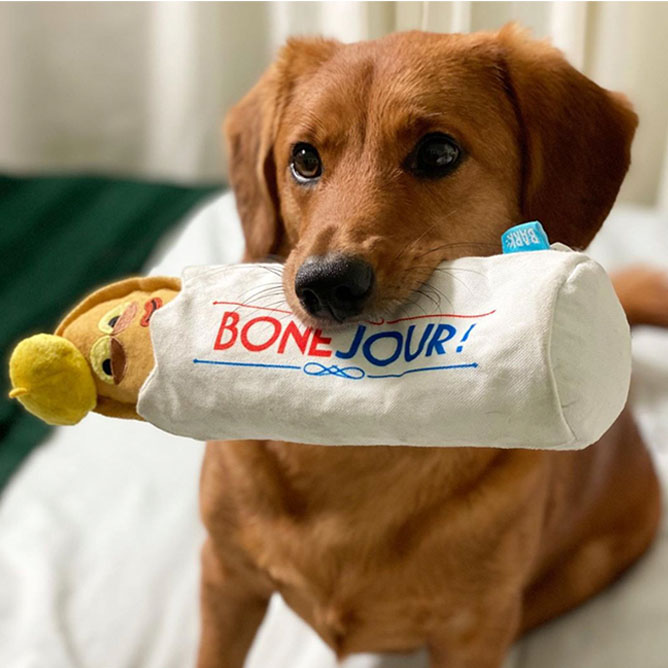 Dog holding a plush BarkBox toy