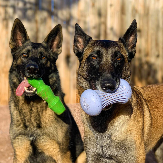 Two large dogs holding tough Super Chewer toys