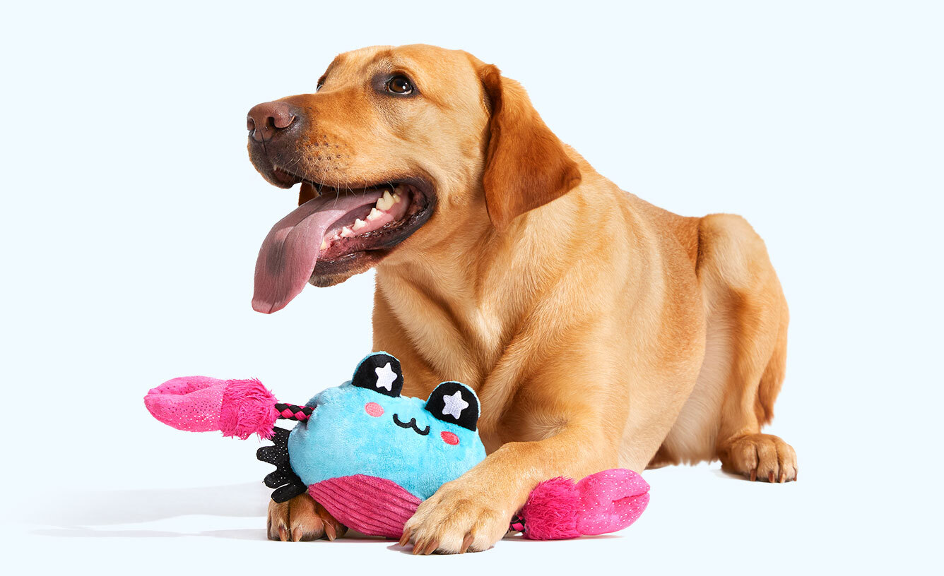 BarkBox - The Monthly Dog Toy and Treat Box