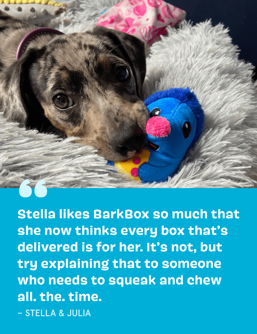 BarkBox The Monthly Dog Toy and Treat Box