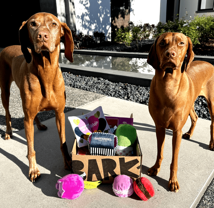 BarkBox The Monthly Dog Toy and Treat Box