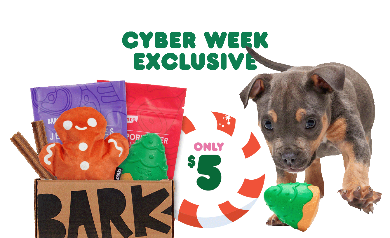 CYBER WEEK EXCLUSIVE - ONLY $5