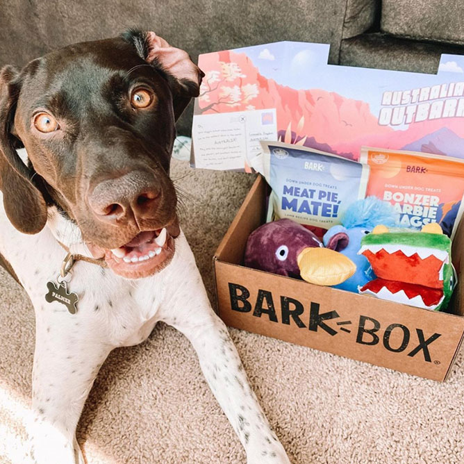 Happy dog laying next to BarkBox full of toys and treats