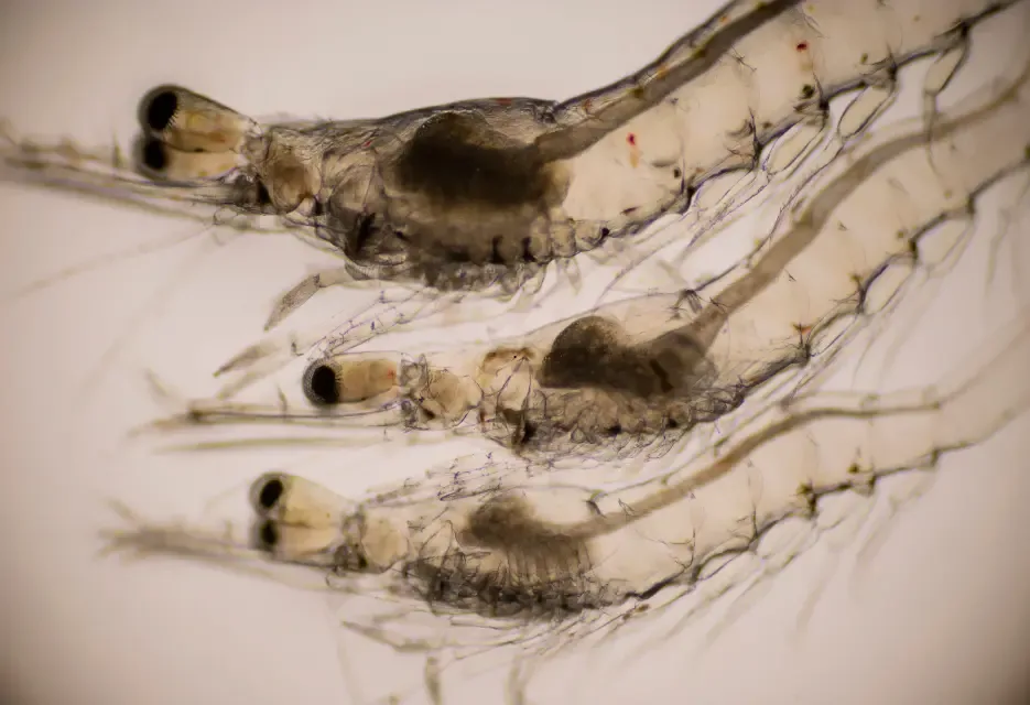 10 Criteria for Determining High-Quality Shrimp Post-Larvae