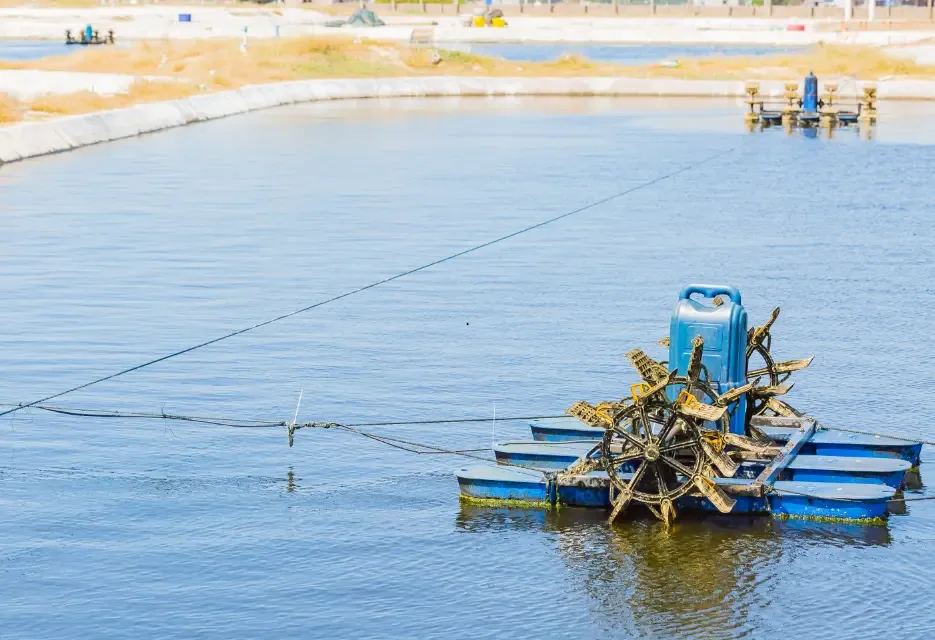How to Calculate the Shrimp Feed Index with Right Formula
