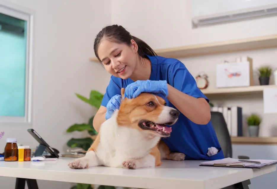 Scabies pada Anjing: Gejala, Penyebab, dan Cara Mengobatinya