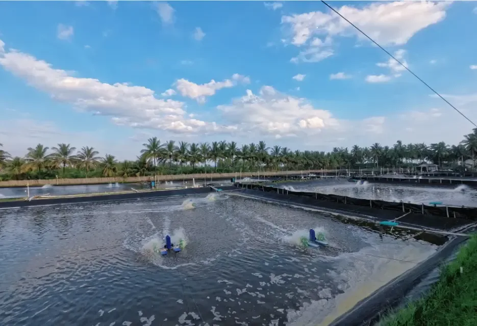Cara Menurunkan Nitrit di Tambak Udang yang Efektif & Aman