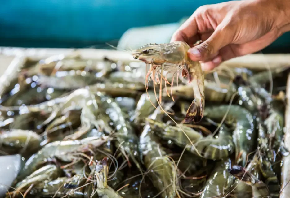How to Calculate Shrimp FCR and Its Impact to Business