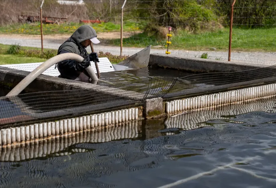 3 Ways to Sterilize Shrimp Ponds Effectively