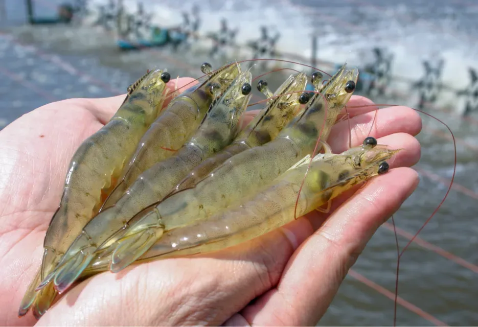 EMS Disease in Shrimp: Causes, Symptoms, and Prevention