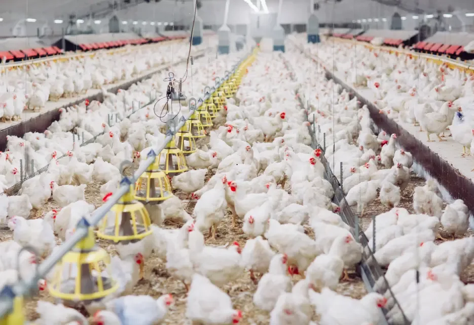 Necrotic Enteritis in Chicken: Signs, Causes, and Prevention