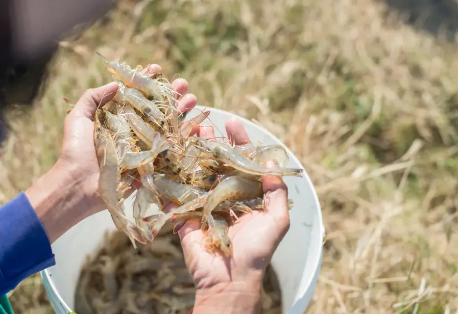 Causes, Symptoms, and Management of Shrimp Vibriosis