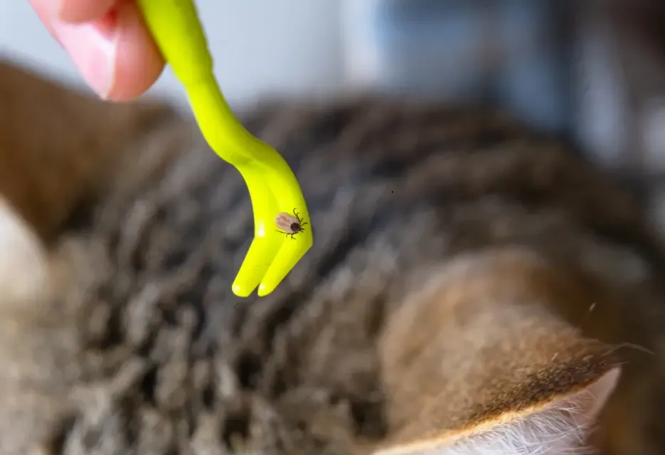 Ticks on Cats: Symptoms, Causes, and Safe Removal