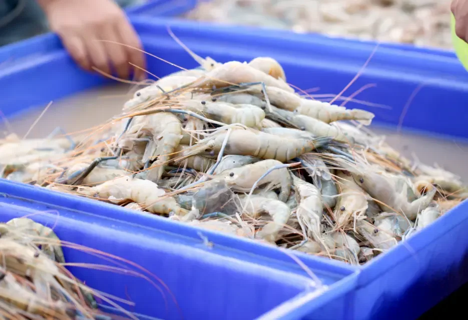 How to Start Freshwater Shrimp Farming: A Beginner's Guide