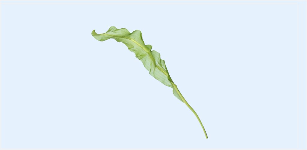 img-sostenibilidad-ingredientes