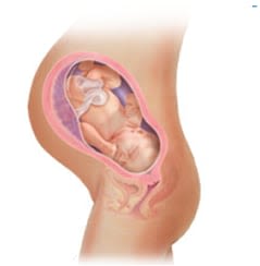 pregnancy-week-38-zh-hant-hk