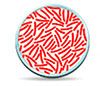 bacteria