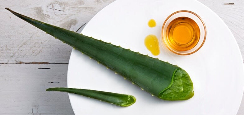 Planta de aloe vera