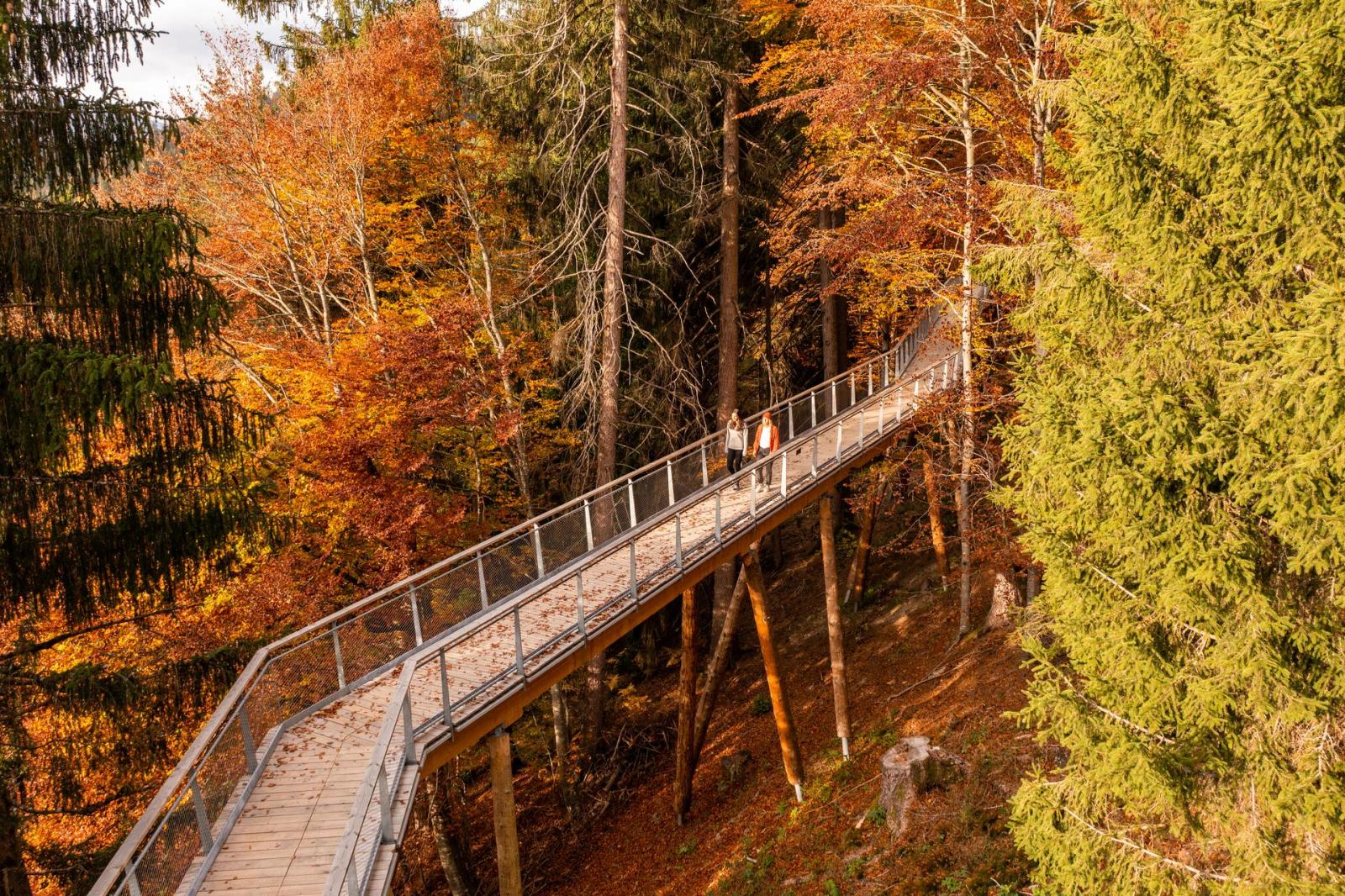 Herbst: Baumwipfepfad