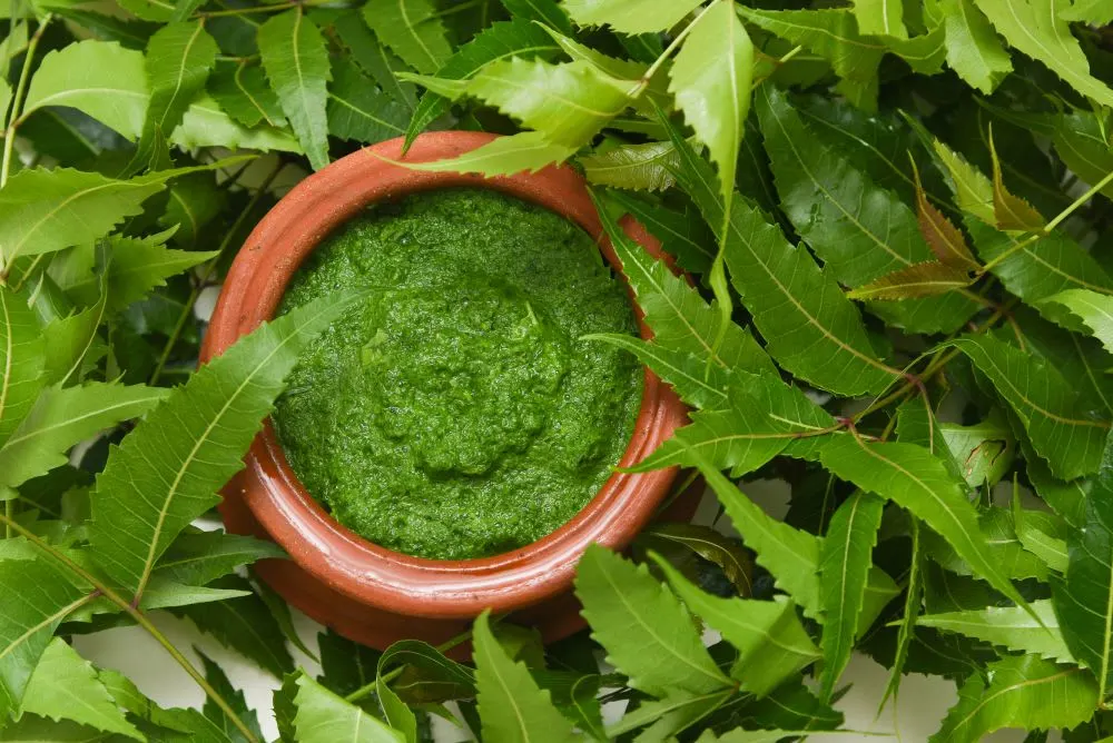 Amazing Benefits Of Neem For Hair