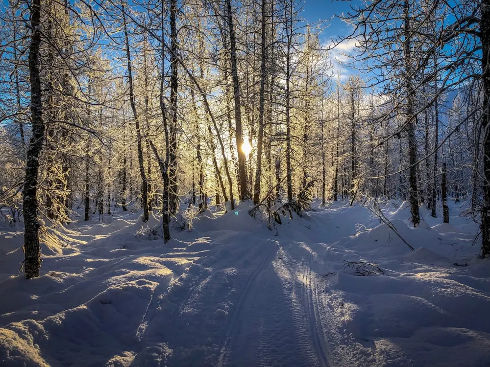 Alaska Wild Guides - image 7