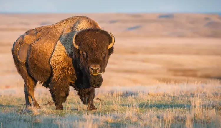 Rolling Plains Adventures - bison image 4