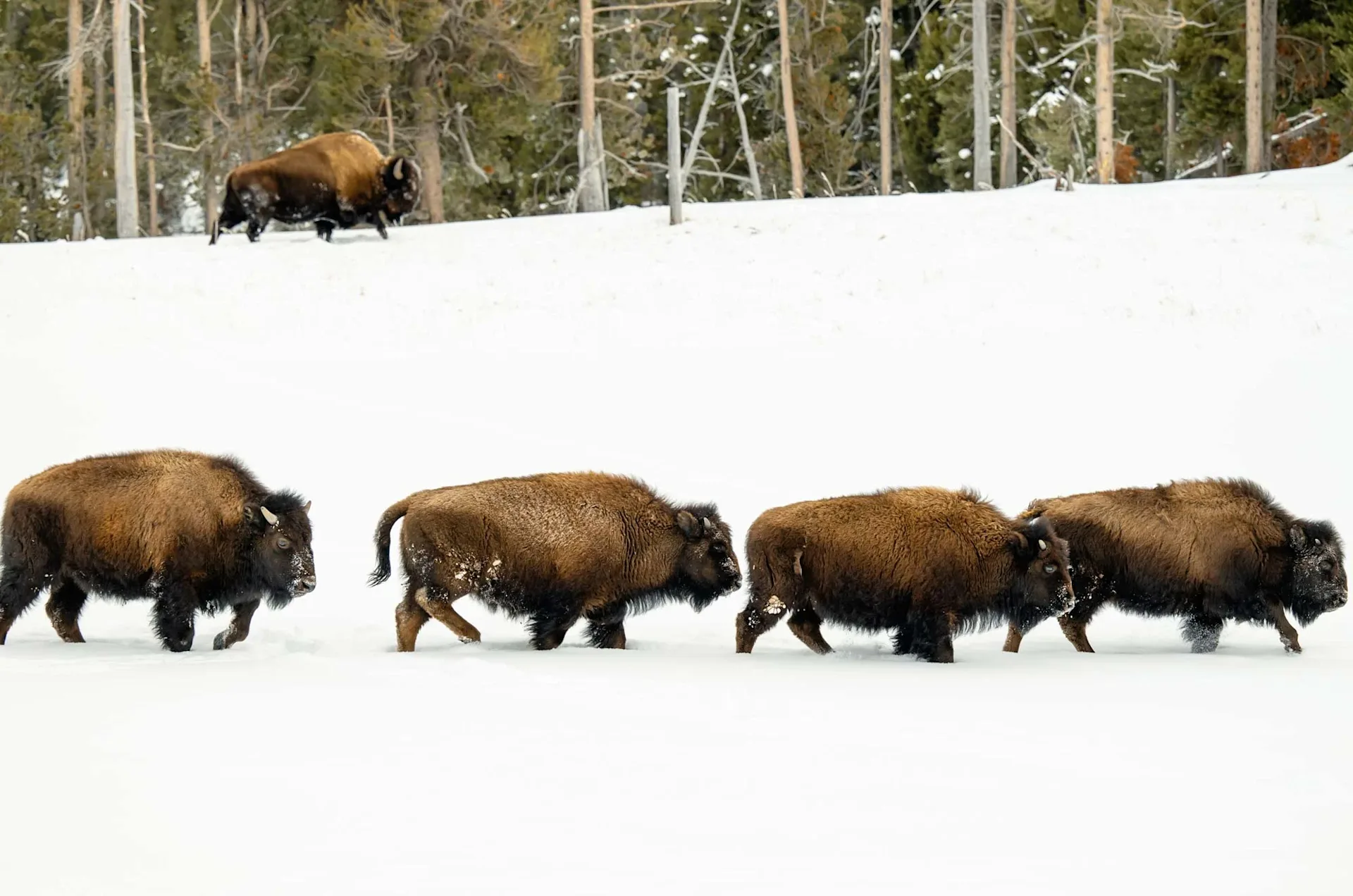 Two Top Snowmobile Rental - image 1