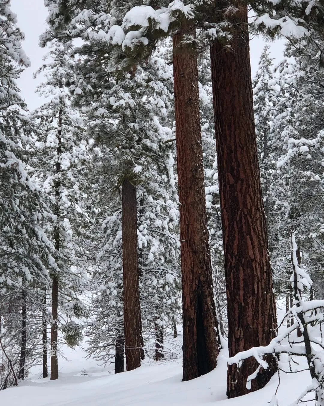 The last resort - renegade tour image 3