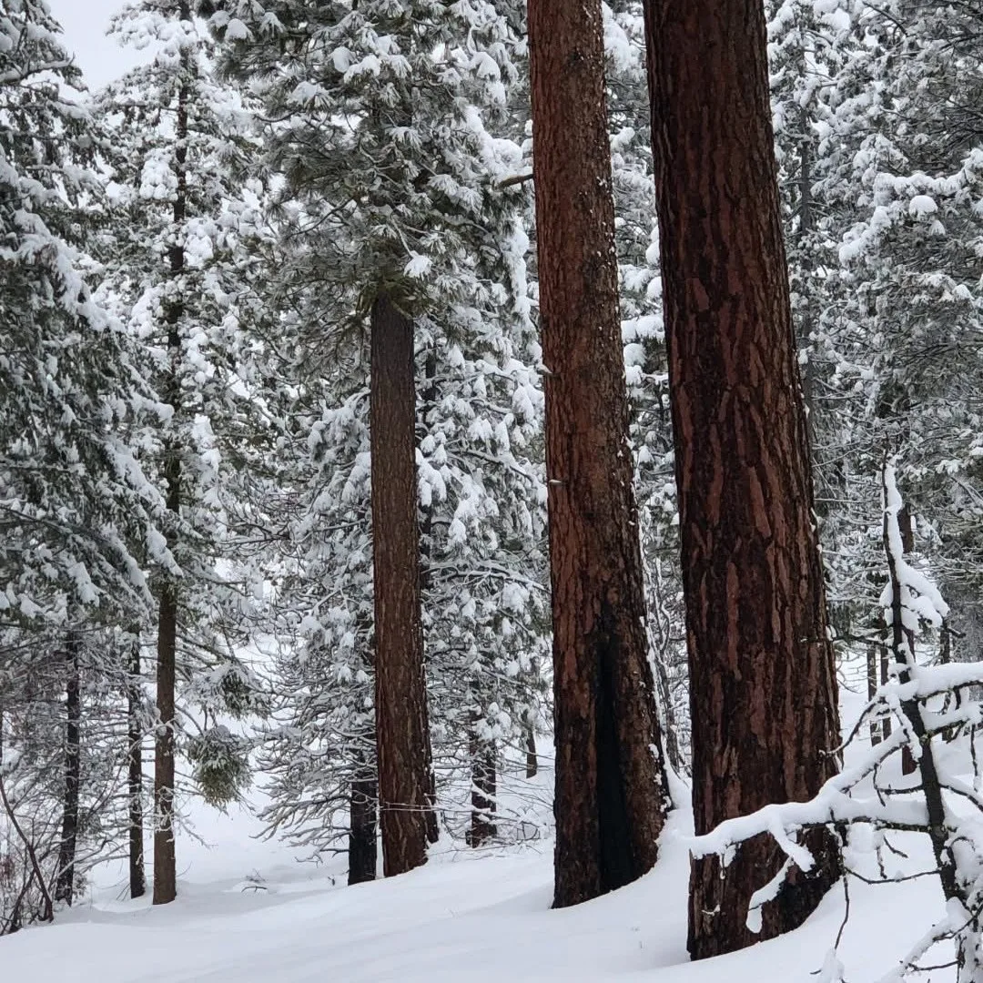 The last resort - renegade tour image 3