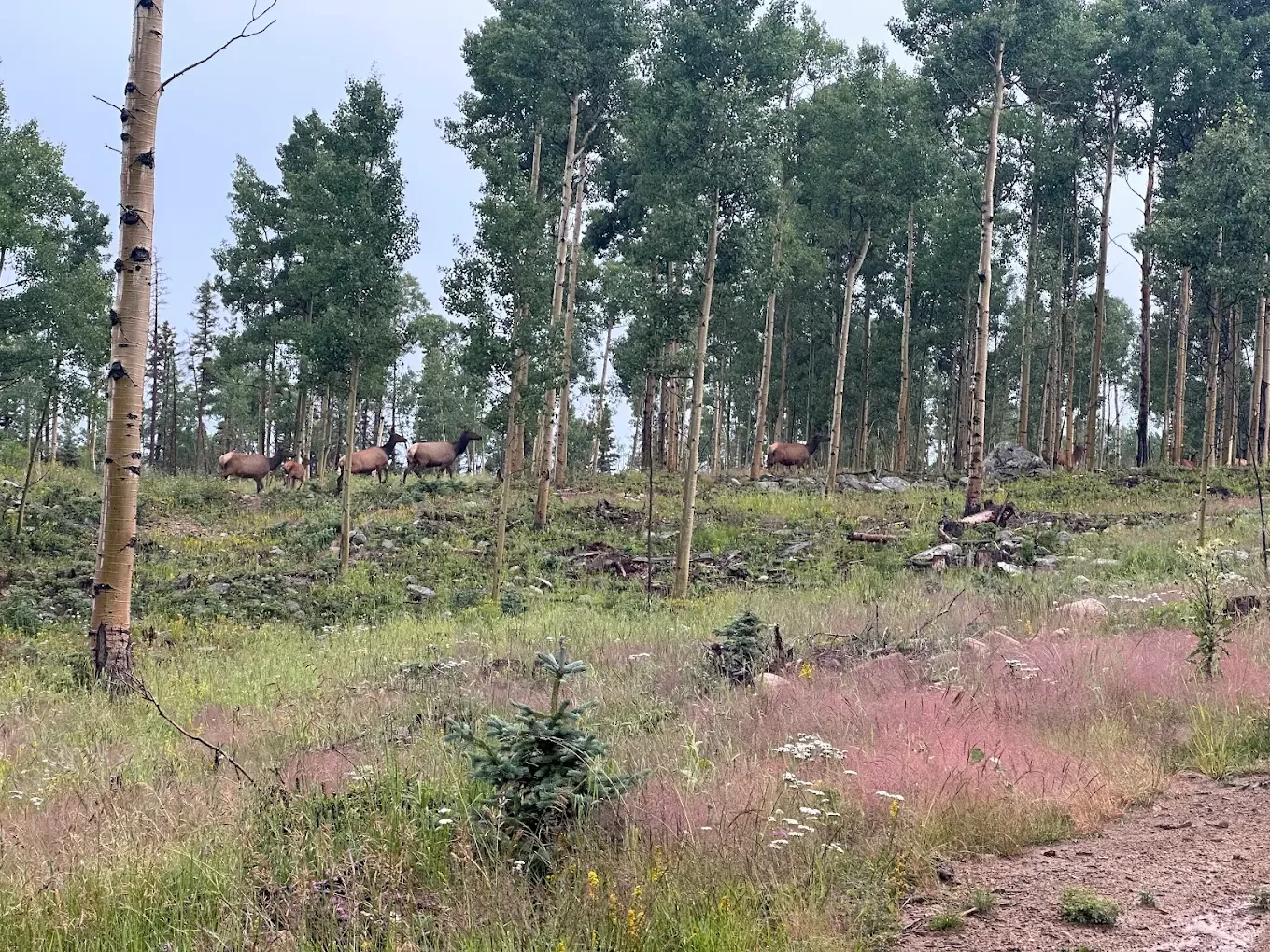 angel outback adventures 