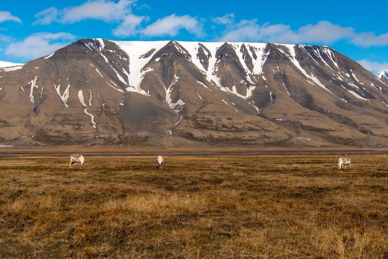 Svalbard-reinsdyr-Adventdalen-sommer