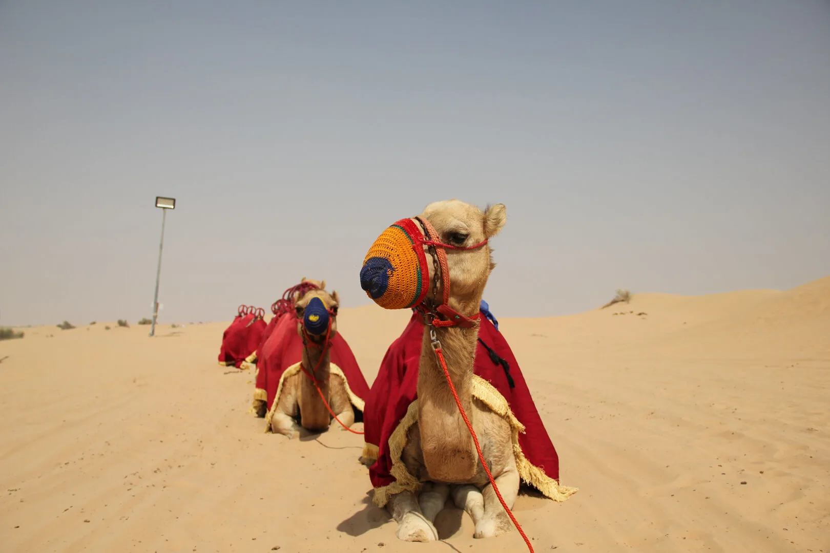  Émirats Arabes Unis