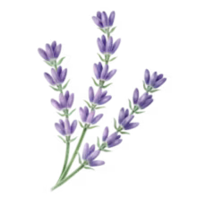 Illustration highlighting Aveeno® lavender leaf ingredient example