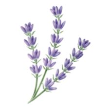 Illustration highlighting Aveeno® lavender leaf ingredient example