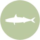 Mackerel