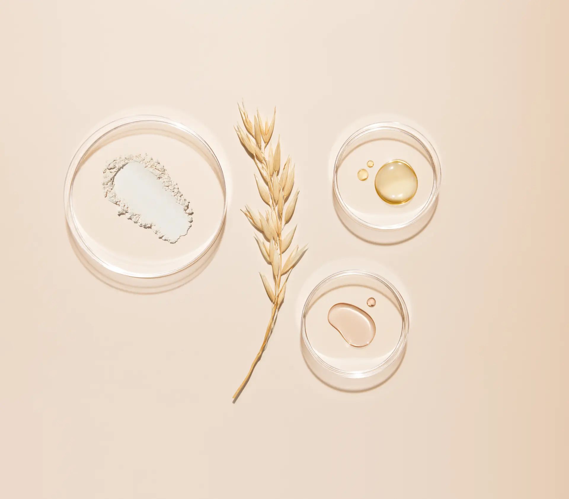 P00010773_Aveeno_Shot04_Ingredient_OatStalk_Petri_Global_Still_1063_r7_CMYK