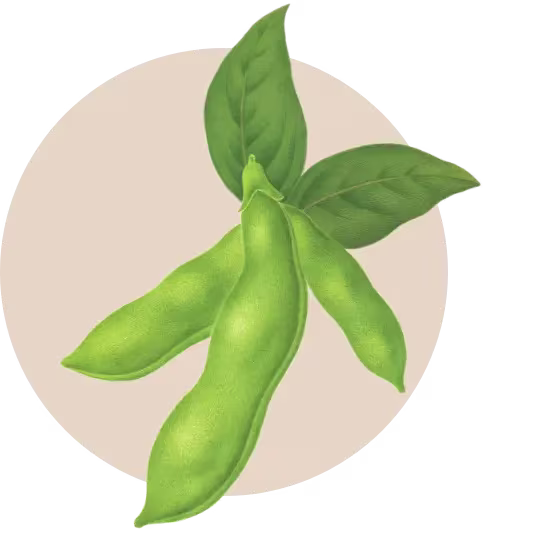 Aveeno Soy Ingredient
