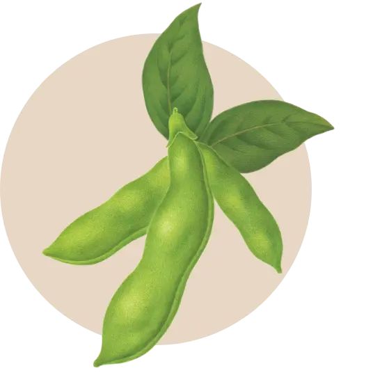 Aveeno Soy Ingredient
