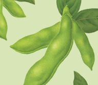 Soy beans on peach background