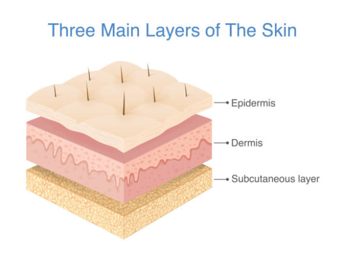What are the layers of the skin? Consider this your skin 101 - Image 1 - Aveeno - en-US