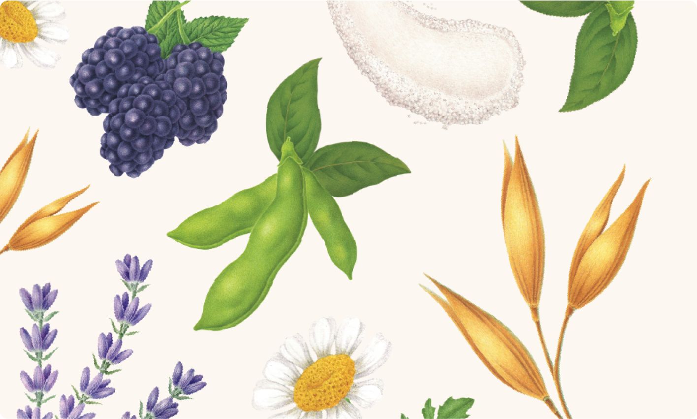 Our Ingredients