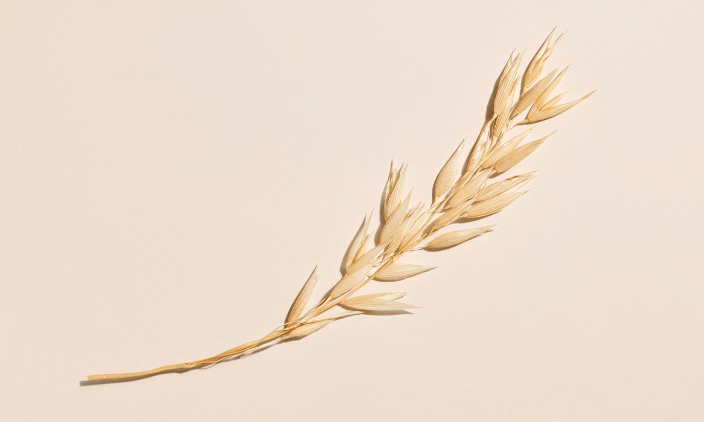 Illustration of an oat branch, representing the main ingredient of the Aveeno® brand
