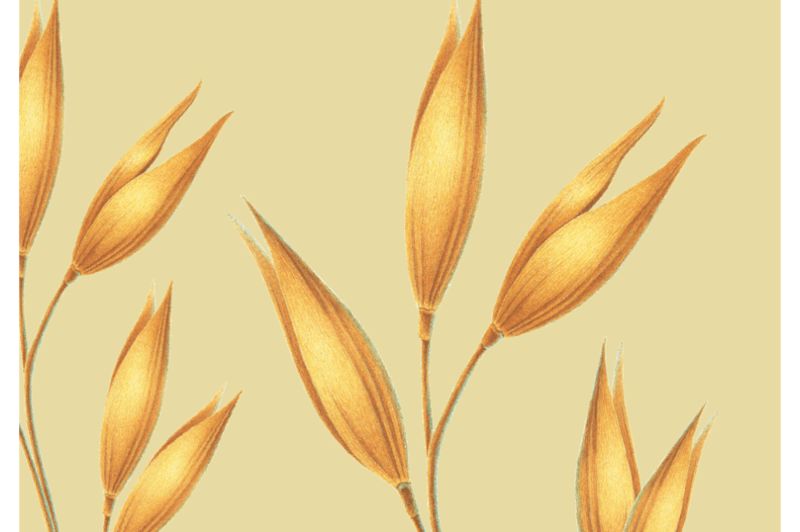 avn website ingredient banner oat new