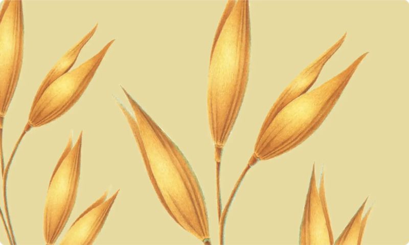 Illustration of golden oat plants swaying gently in the breeze under a yellow background