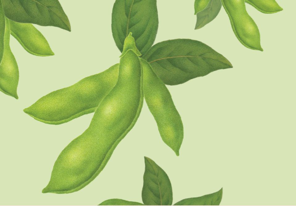 Soy Hero Banner